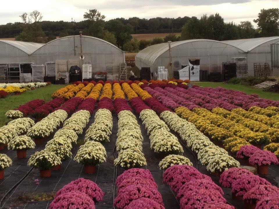 chrysanthèmes Toussaint