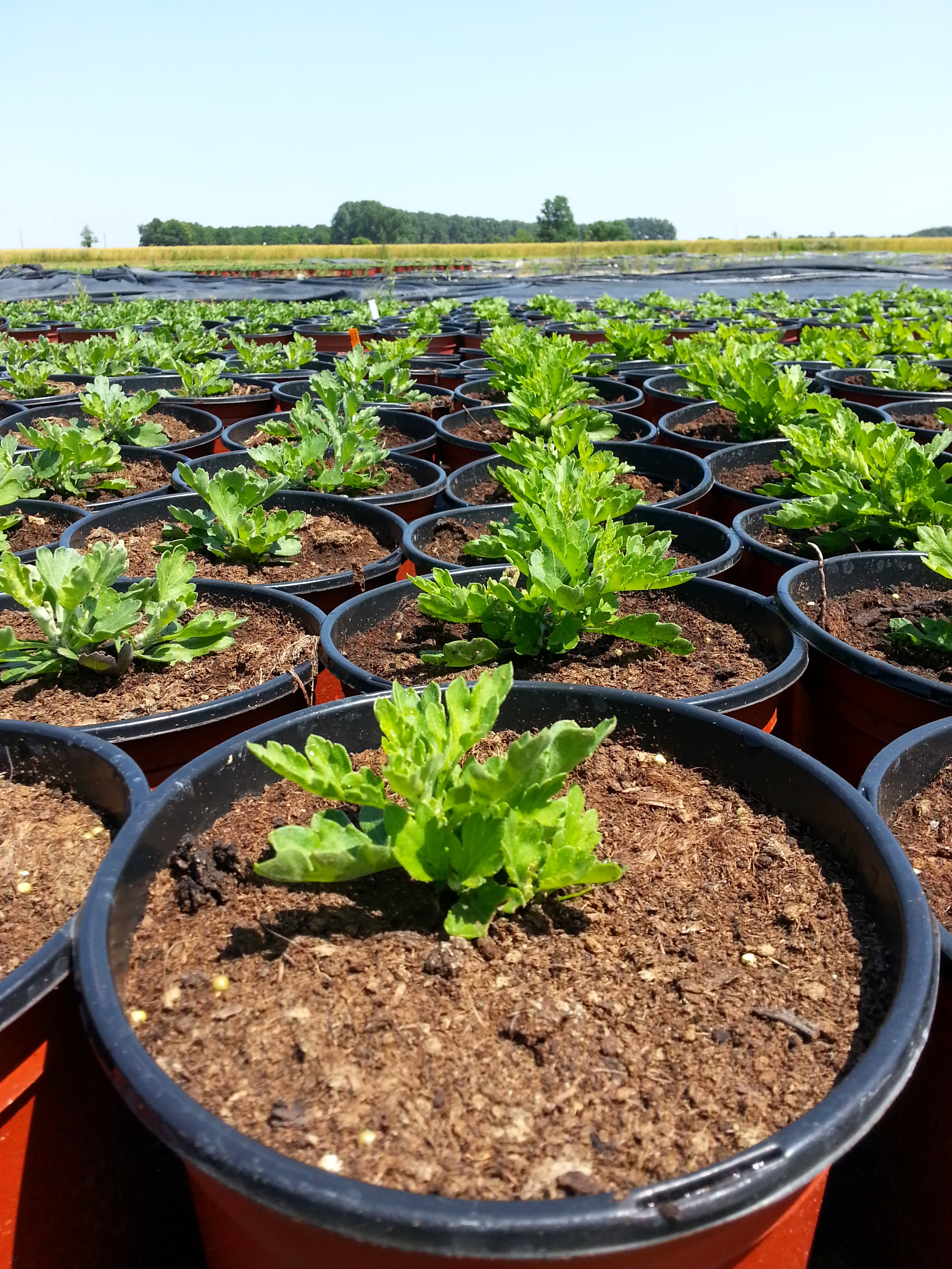 jeune plant de chrysanthèmes Toussaint(1)