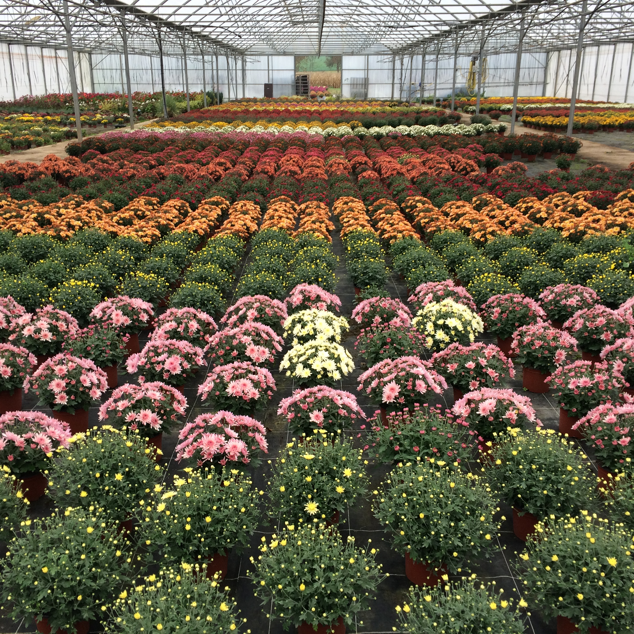 chrysanthèmes Toussaint
