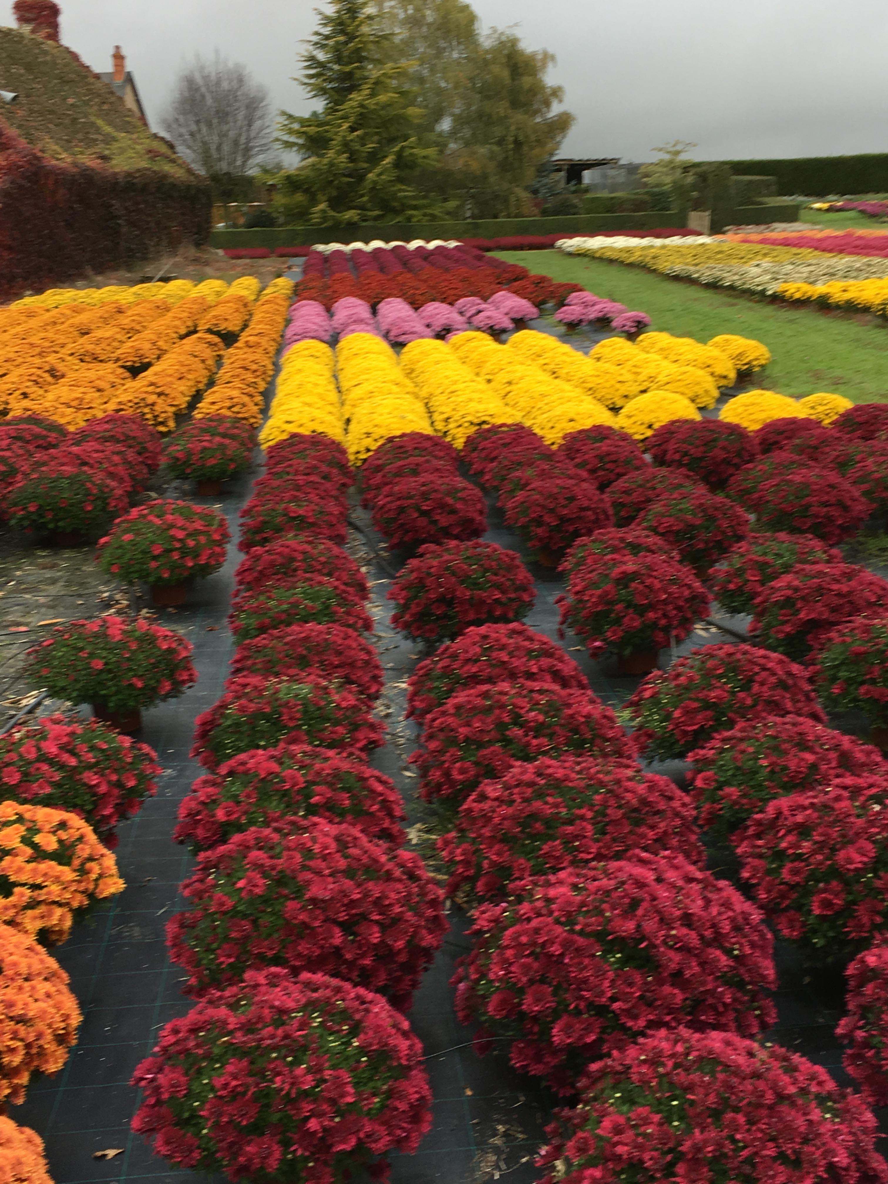 chrysanthèmes Toussaint