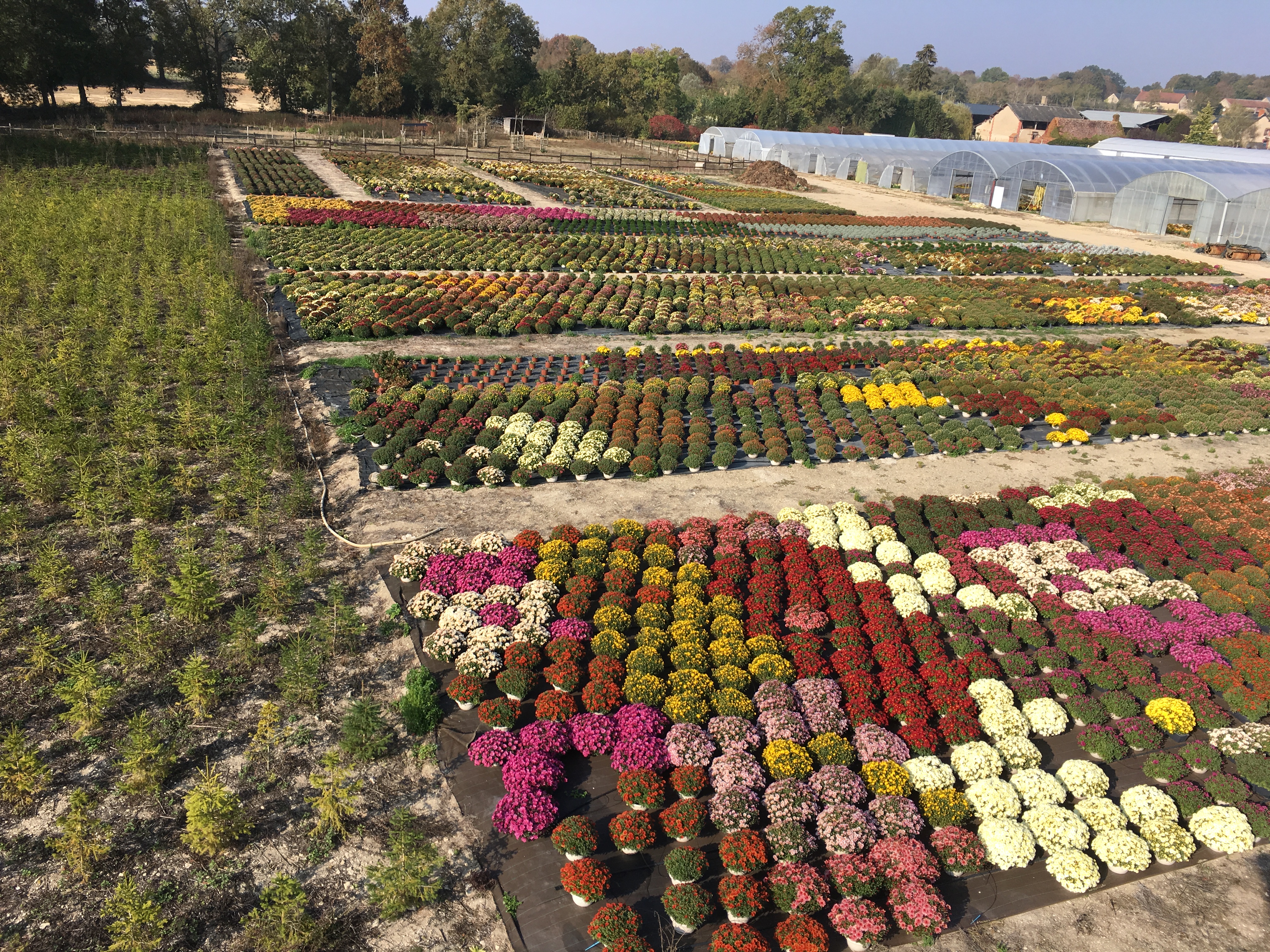 chrysanthèmes Toussaint